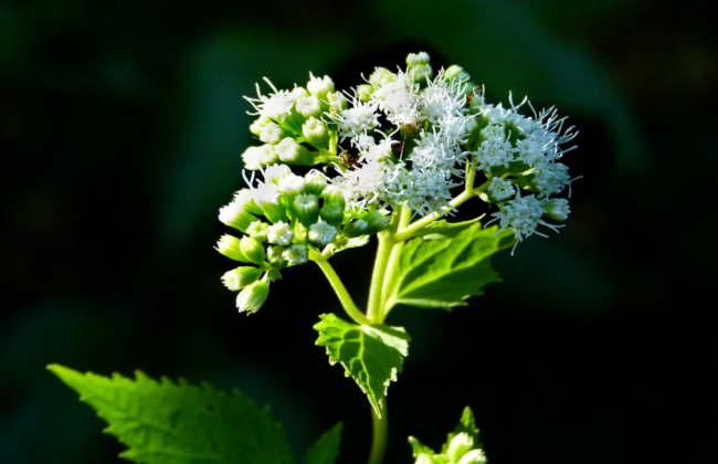 White Snakeroot found in North America